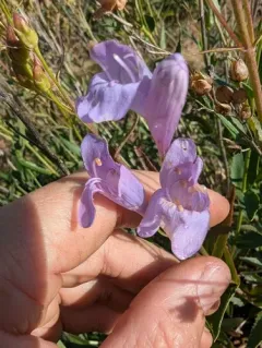 Venus Penstemon thumbnail 3