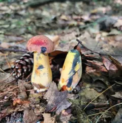 Curry Bolete thumbnail 4