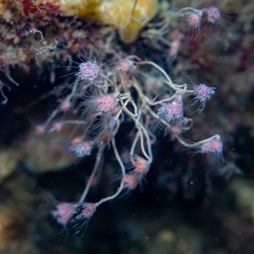 tubular hydroid