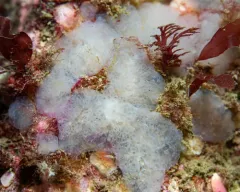 Aplidium glabrum thumbnail 2