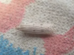 Helcystogramma melanocarpa thumbnail 2