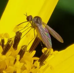 Bald Bee Fly thumbnail 4
