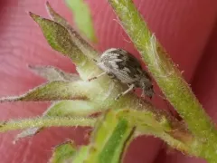 Peritelinus oregonus thumbnail 2