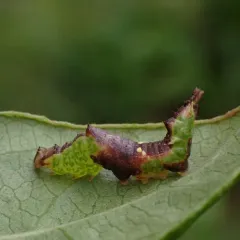 Chestnut Schizura Moth thumbnail 4