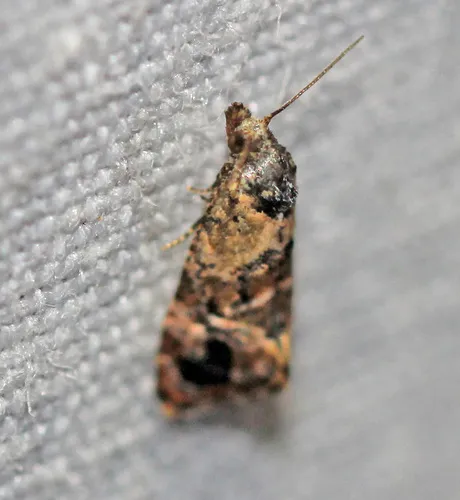 Hoffman's Cochylid Moth