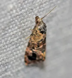 Hoffman's Cochylid Moth thumbnail 1