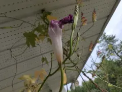 Garden Morning Glory thumbnail 4