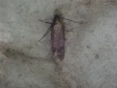 Gelechia albisparsella thumbnail 1