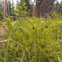 common bilberry thumbnail 1