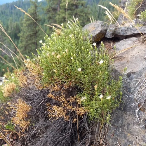 Columbian Goldenbush