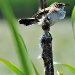 Marsh Wren thumbnail 2