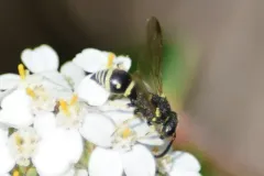 Stenodynerus kennicottianus thumbnail 2