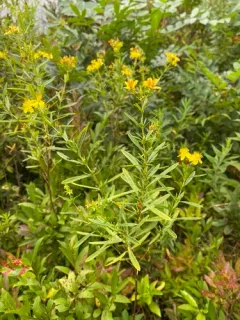 bushy St. John's Wort thumbnail 2
