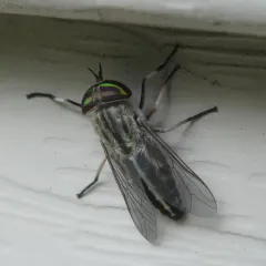 Striped Horse Fly thumbnail 4