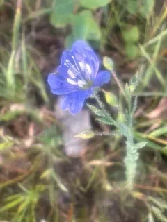 Meadow Flax thumbnail 3