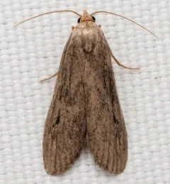 Terrenella Bee Moth thumbnail 3