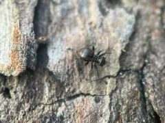 Bertkauia crosbyana thumbnail 2