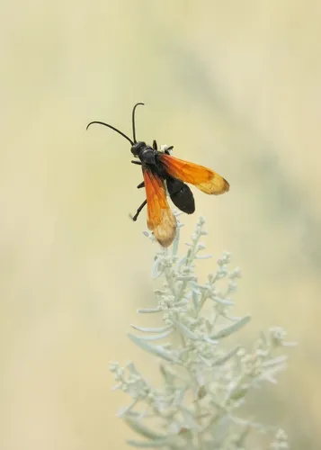 Flamed Tarantula-hawk Wasp