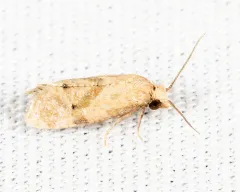 Platphalonidia magdalenae thumbnail 2