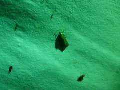 Sympistis pallidior thumbnail 3