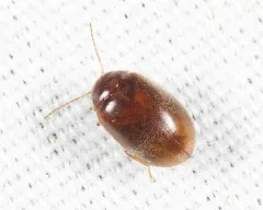 Contacyphon pubescens thumbnail 2