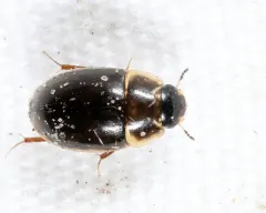 Enochrus ochraceus thumbnail 3