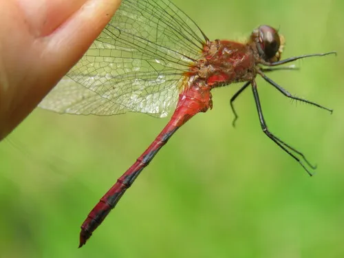 Sympetrum janeae