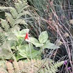 scarlet monkeyflower thumbnail 3