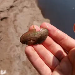 Alewife Floater thumbnail 2