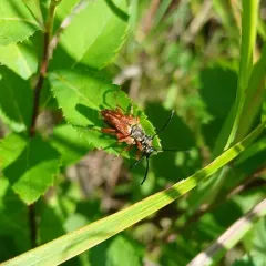 Thin-tailed Longhorned Beetle thumbnail 2