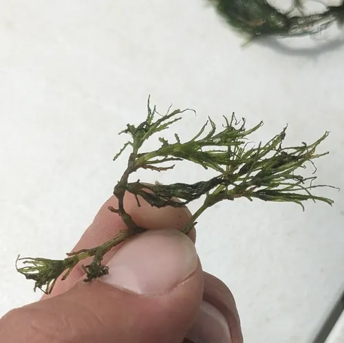 Brittle Naiad