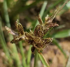 Umbrella Flatsedge thumbnail 4