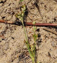 Narrow-panicle Rush thumbnail 4