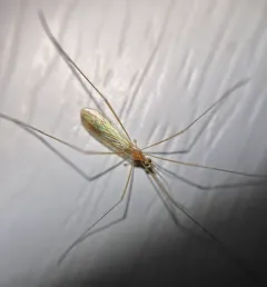 Atarba picticornis thumbnail 3