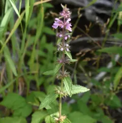 prairie woundwort thumbnail 1