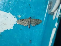White-spotted Pug Moth thumbnail 1