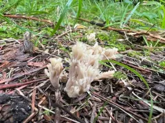 Clavulina reae thumbnail 3