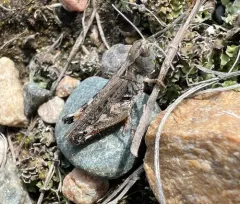 White-whiskered grasshopper thumbnail 1
