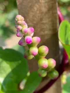 Malabar spinach thumbnail 3