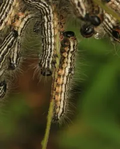 Contracted Datana Moth thumbnail 4