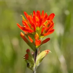 Painted-cup Paintbrush thumbnail 4