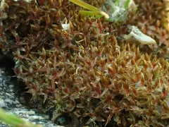 Pale Thread-moss thumbnail 4