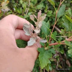 Ninebark Powdery Mildew thumbnail 3