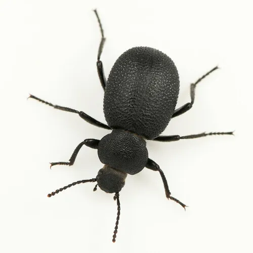 Eleodes pimelioides