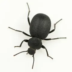 Eleodes pimelioides thumbnail 1