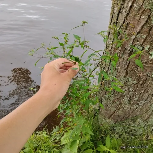 swamp beggarticks