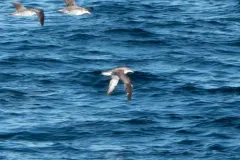 Scopoli's Shearwater thumbnail 3