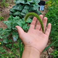 Foxtail Bristle-grass thumbnail 1