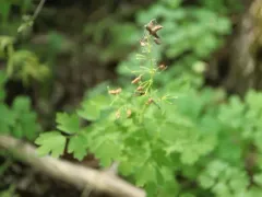 Thalictrum confine thumbnail 4