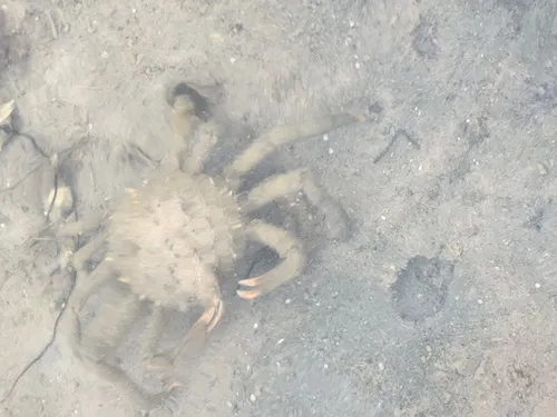 Longnose Spider Crab